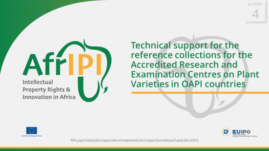 AfrIPI - AWP24 - Activity 4